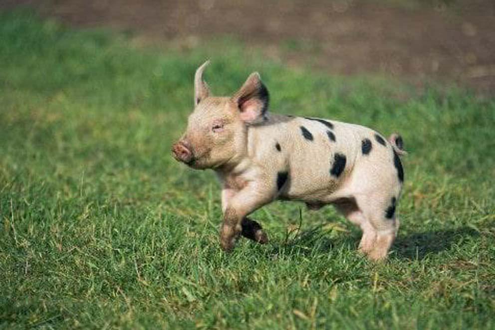 A piglet running through an open field.